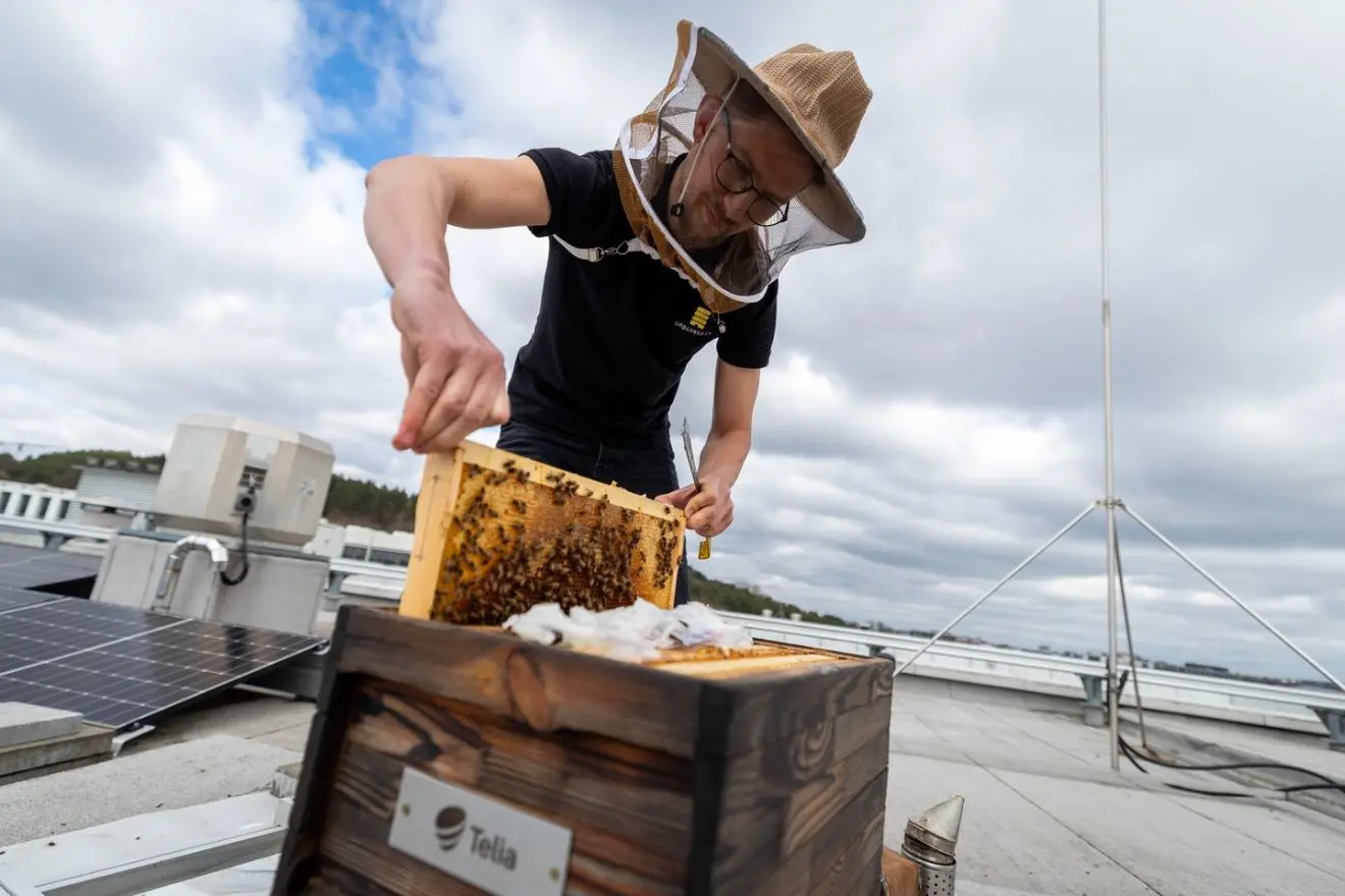 Bees on the Telia office building rooftop